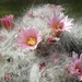 DSC04557Mammillaria glassii ssp.ascensionis v. nominis-dulcis