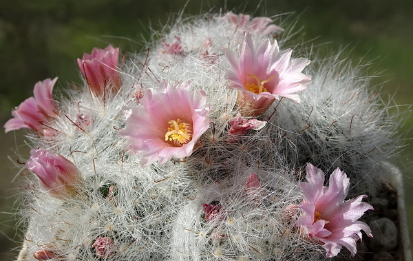 DSC04557Mammillaria glassii ssp.ascensionis v. nominis-dulcis