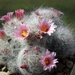 DSC04559Mammillaria glassii ssp.ascensionis v. nominis-dulcis