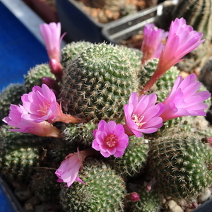 DSC04562Rebutia perplexa