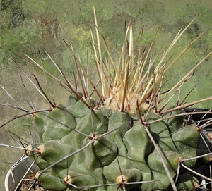 DSC04564Thelocactus rinconensis