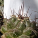 DSC04565Thelocactus conothelos ssp. flavus HK 362