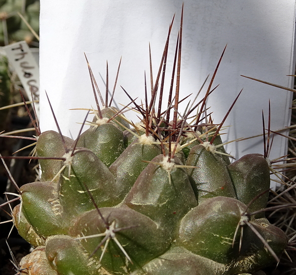 DSC04565Thelocactus conothelos ssp. flavus HK 362