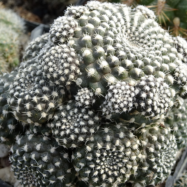 DSC04567Rebutia krainziana