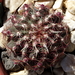 DSC04576Echinocereus chloranthus russanthus