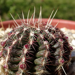 DSC04577Echinocereus chloranthus russanthus