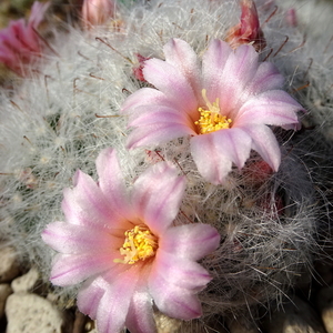 DSC04579Mammillaria glassii ssp.ascensionis v. nominis-dulcis