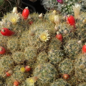 DSC04580Mammillaria prolifera ssp haitiensis