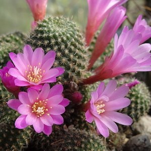 DSC04581Rebutia perplexa