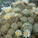 DSC04595Mammillaria prolifera ssp haitiensis