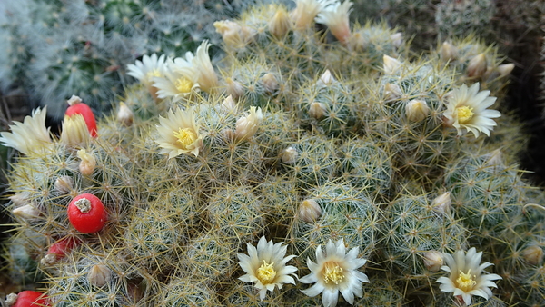 DSC04595Mammillaria prolifera ssp haitiensis