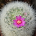 DSC04597Mammillaria laui