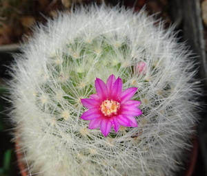 DSC04597Mammillaria laui