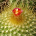 DSC04598Parodia chrysacanthion cv. Rubra Orange Flame