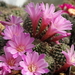 DSC04607Rebutia perplexa