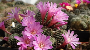 DSC04607Rebutia perplexa