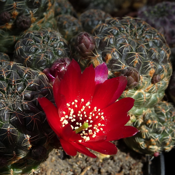 DSC04611Sulcorebutia pasopayana LH 1124