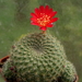 DSC04642Rebutia albiareolata