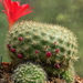 DSC04643Rebutia albiareolata