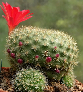 DSC04643Rebutia albiareolata