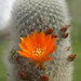 DSC04645Rebutia nivosa