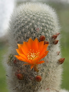 DSC04645Rebutia nivosa