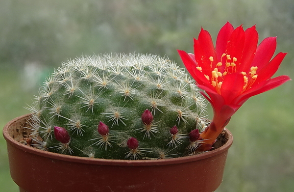 DSC04652Rebutia albiareolata