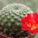 DSC04653Rebutia albiareolata