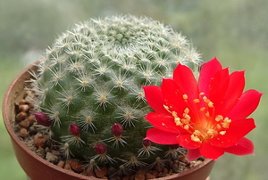 DSC04653Rebutia albiareolata