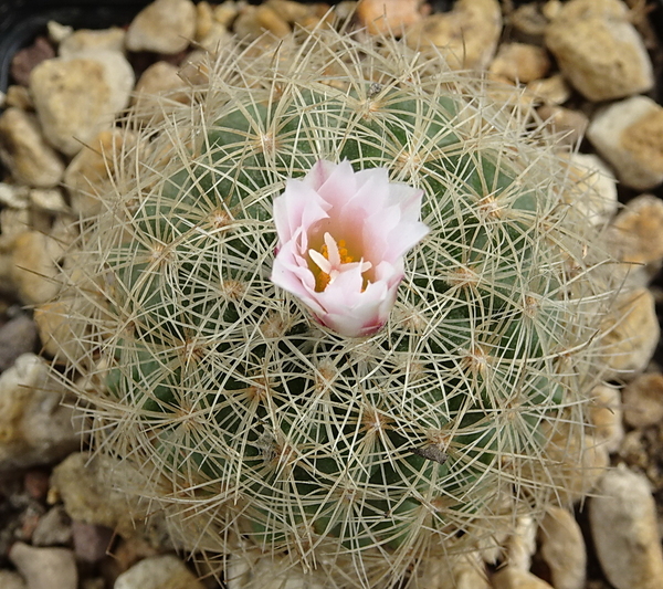 DSC04658Gymnocactus knuthianus