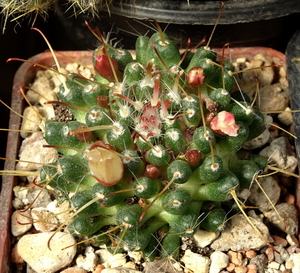 DSC04697Mammillaria moelleriana