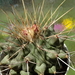 DSC04698Thelocactus rinconensis