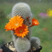 DSC04710Rebutia nivosa