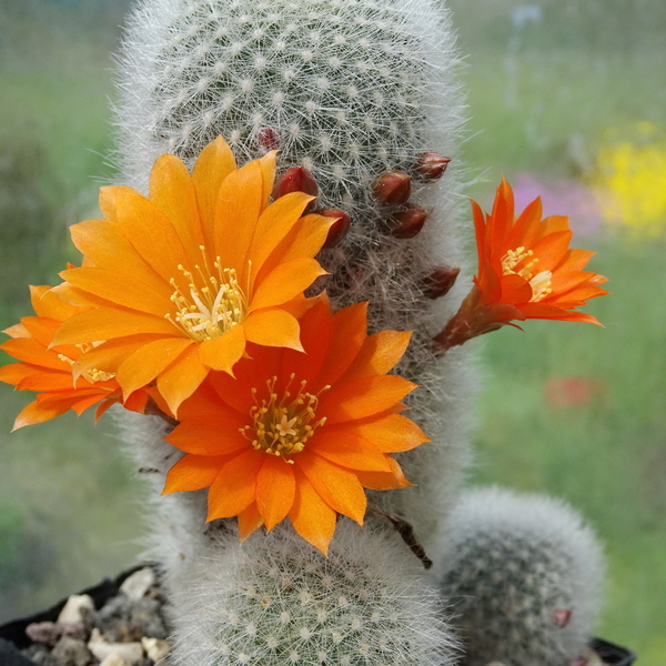 DSC04711Rebutia nivosa