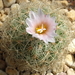 DSC04722Gymnocactus knuthianus