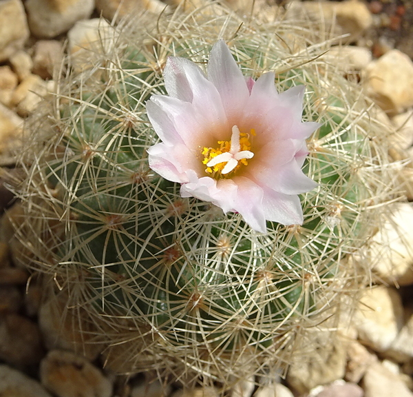 DSC04722Gymnocactus knuthianus