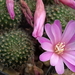 DSC04723Rebutia perplexa