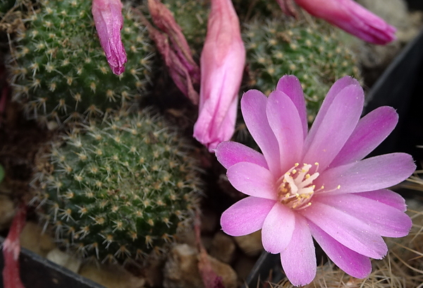 DSC04723Rebutia perplexa