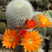 DSC04724Rebutia nivosa