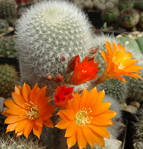 DSC04724Rebutia nivosa