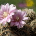 DSC04725Gymnocalycium bruchii