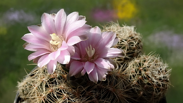 DSC04725Gymnocalycium bruchii