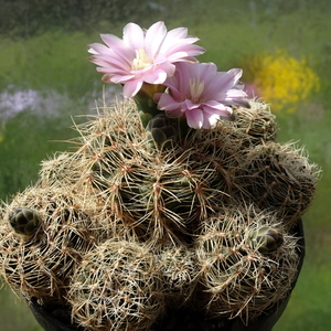 DSC04726Gymnocalycium bruchii