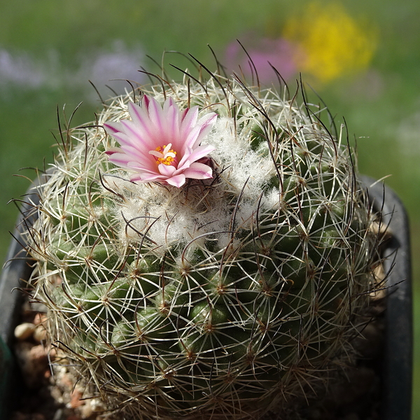 DSC04728Gymnocactus sp. Borbechos