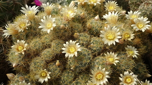 DSC04733Mammillaria prolifera ssp haitiensis