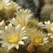 DSC04734Mammillaria prolifera ssp haitiensis