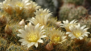 DSC04734Mammillaria prolifera ssp haitiensis