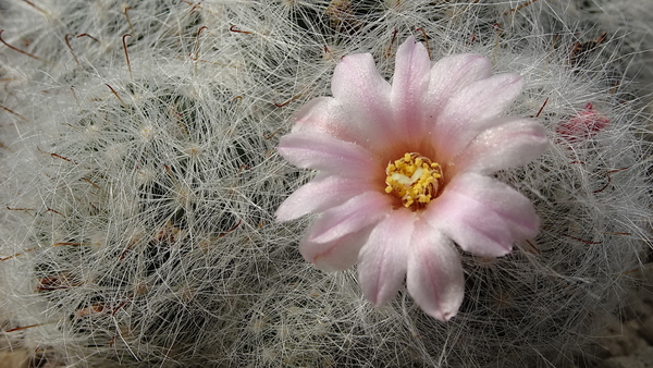 DSC04735Mammillaria glassii ssp.ascensionis v. nominis-dulcis