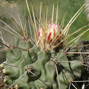 DSC04744Thelocactus rinconensis