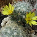 DSC04748Mammillaria baumii